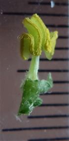  Stamen